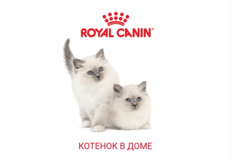 Онлайн-курс «Котенок в доме», ROYAL CANIN®